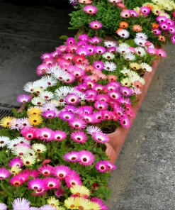 200 Mixed Colors Ice Plant Seeds (Dorotheanthus Bellidiformis) - Mesembryanthemum Daisy - Image 5