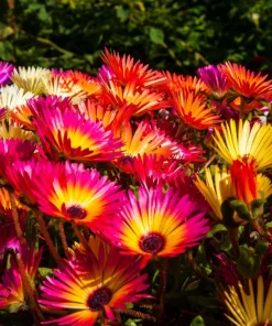 200 Mixed Colors Ice Plant Seeds (Dorotheanthus Bellidiformis) - Mesembryanthemum Daisy - Image 6
