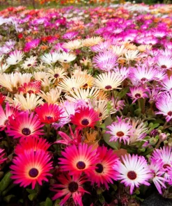 200 Mixed Colors Ice Plant Seeds (Dorotheanthus Bellidiformis) - Mesembryanthemum Daisy - Image 7
