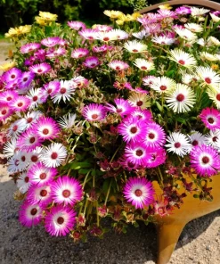 200 Mixed Colors Ice Plant Seeds (Dorotheanthus Bellidiformis) - Mesembryanthemum Daisy - Image 8