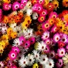 200 Mixed Colors Ice Plant Seeds (Dorotheanthus Bellidiformis) - Mesembryanthemum Daisy - Image 1
