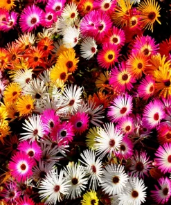 200 Mixed Colors Ice Plant Seeds (Dorotheanthus Bellidiformis) - Mesembryanthemum Daisy - Image 1