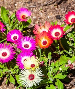 200 Mixed Colors Ice Plant Seeds (Dorotheanthus Bellidiformis) - Mesembryanthemum Daisy - Image 9