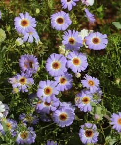 200 Mixed Colors Swan River Daisy Seeds - Brachyscome Iberidifolia Flower Seeds - Image 10