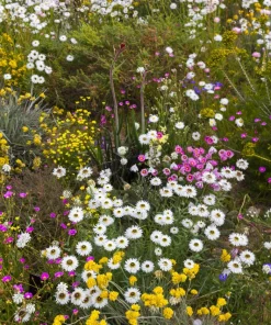 200 Mixed Colors Swan River Daisy Seeds - Brachyscome Iberidifolia Flower Seeds - Image 11