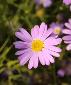 200 Mixed Colors Swan River Daisy Seeds - Brachyscome Iberidifolia Flower Seeds - Image 12