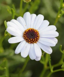 200 Mixed Colors Swan River Daisy Seeds - Brachyscome Iberidifolia Flower Seeds - Image 13