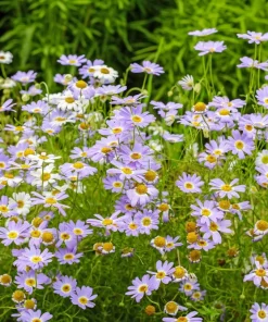 200 Mixed Colors Swan River Daisy Seeds - Brachyscome Iberidifolia Flower Seeds - Image 16