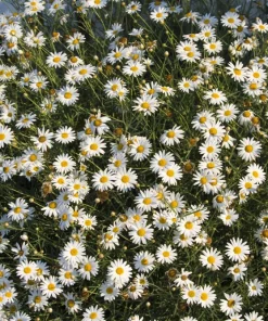 200 Mixed Colors Swan River Daisy Seeds - Brachyscome Iberidifolia Flower Seeds - Image 17