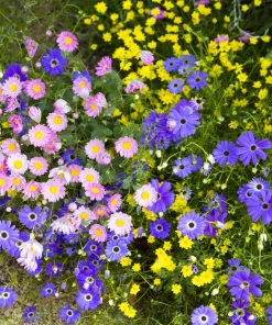 200 Mixed Colors Swan River Daisy Seeds - Brachyscome Iberidifolia Flower Seeds - Image 18