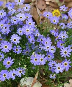 200 Mixed Colors Swan River Daisy Seeds - Brachyscome Iberidifolia Flower Seeds - Image 2