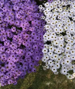 200 Mixed Colors Swan River Daisy Seeds - Brachyscome Iberidifolia Flower Seeds - Image 3
