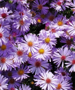 200 Mixed Colors Swan River Daisy Seeds - Brachyscome Iberidifolia Flower Seeds - Image 6