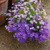 200 Mixed Colors Swan River Daisy Seeds - Brachyscome Iberidifolia Flower Seeds - Image 1