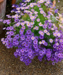 200 Mixed Colors Swan River Daisy Seeds - Brachyscome Iberidifolia Flower Seeds - Image 1
