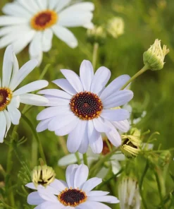 200 Mixed Colors Swan River Daisy Seeds - Brachyscome Iberidifolia Flower Seeds - Image 8