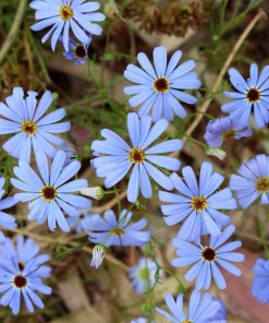200 Mixed Colors Swan River Daisy Seeds - Brachyscome Iberidifolia Flower Seeds - Image 9