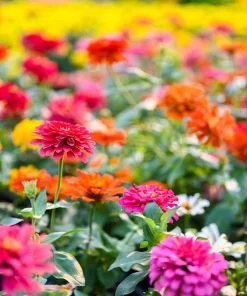 200 Mixed Colors Zinnia Pompon Elegans Flower Seeds - Vibrant Garden Blooms - Image 10
