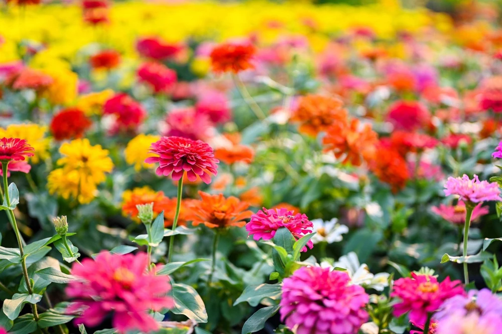200 Mixed Colors Zinnia Pompon Elegans Flower Seeds - Vibrant Garden Blooms - Image 10