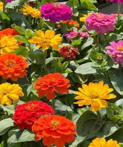 200 Mixed Colors Zinnia Pompon Elegans Flower Seeds - Vibrant Garden Blooms - Image 11