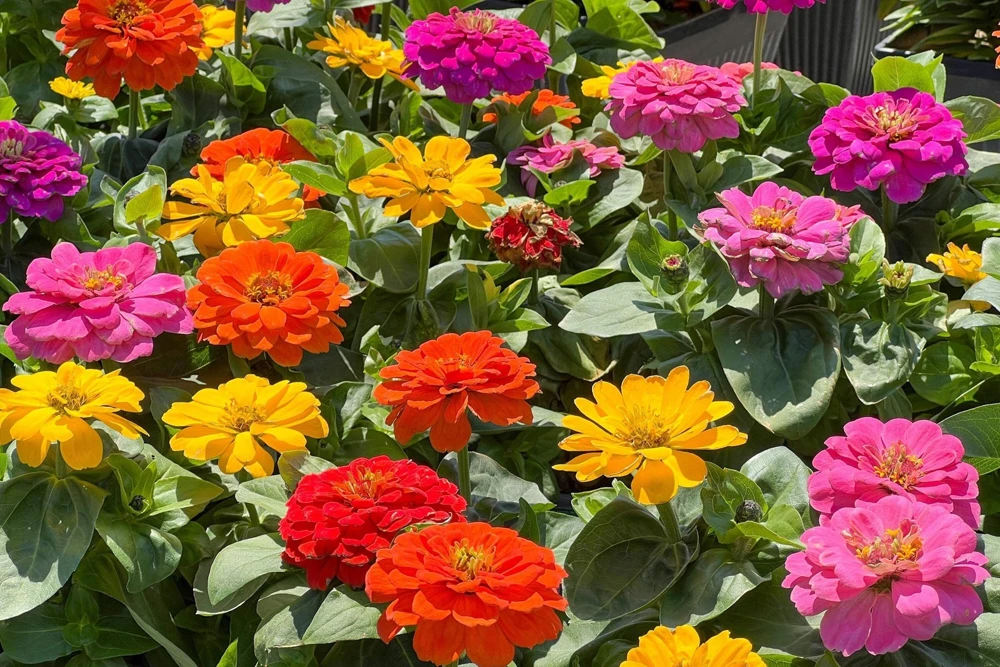 200 Mixed Colors Zinnia Pompon Elegans Flower Seeds - Vibrant Garden Blooms - Image 11