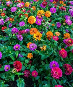 200 Mixed Colors Zinnia Pompon Elegans Flower Seeds - Vibrant Garden Blooms - Image 12