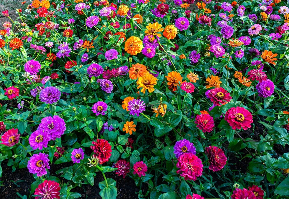200 Mixed Colors Zinnia Pompon Elegans Flower Seeds - Vibrant Garden Blooms - Image 12