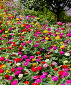 200 Mixed Colors Zinnia Pompon Elegans Flower Seeds - Vibrant Garden Blooms - Image 2