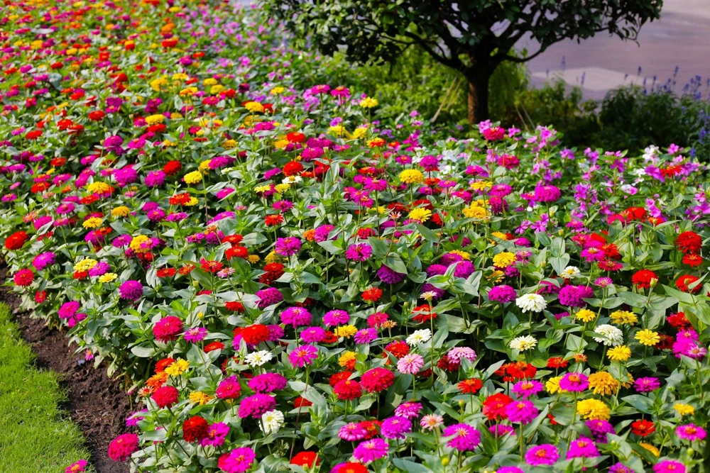200 Mixed Colors Zinnia Pompon Elegans Flower Seeds - Vibrant Garden Blooms - Image 2
