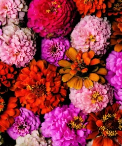 200 Mixed Colors Zinnia Pompon Elegans Flower Seeds - Vibrant Garden Blooms - Image 3