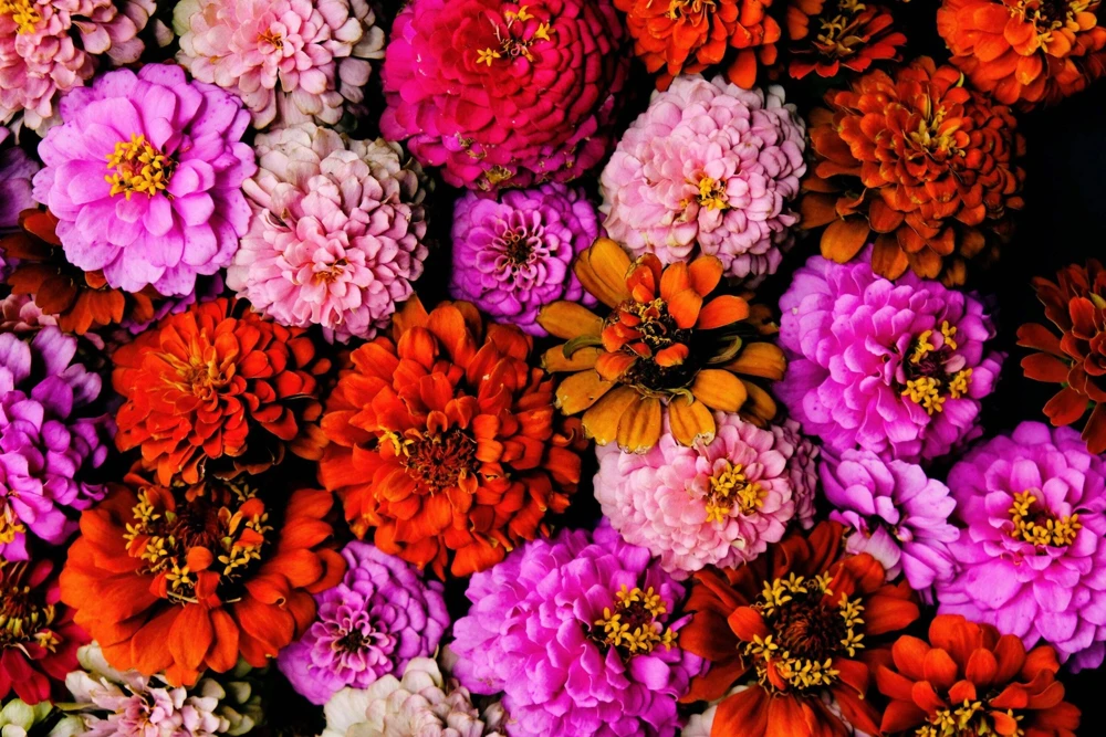200 Mixed Colors Zinnia Pompon Elegans Flower Seeds - Vibrant Garden Blooms - Image 3