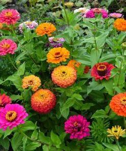 200 Mixed Colors Zinnia Pompon Elegans Flower Seeds - Vibrant Garden Blooms - Image 4