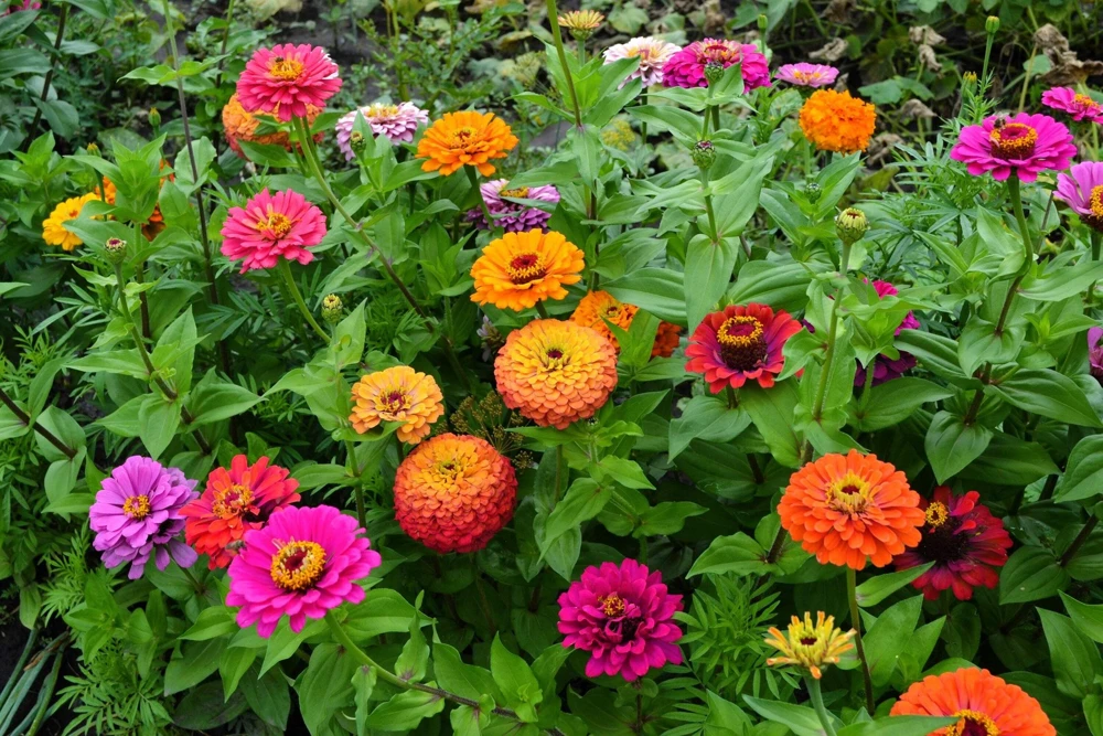 200 Mixed Colors Zinnia Pompon Elegans Flower Seeds - Vibrant Garden Blooms - Image 4