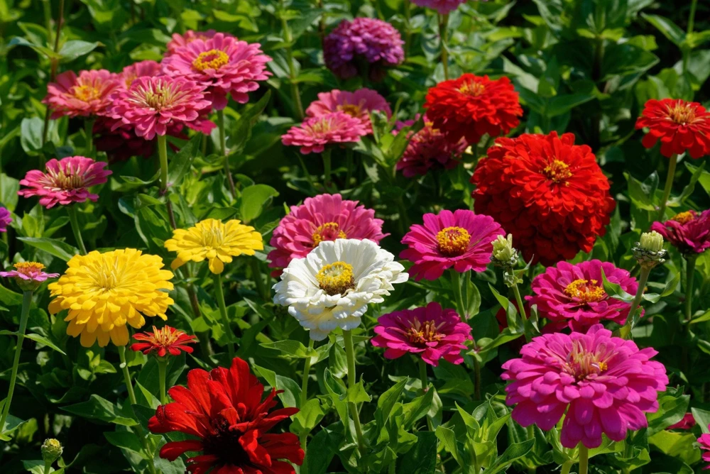 200 Mixed Colors Zinnia Pompon Elegans Flower Seeds - Vibrant Garden Blooms - Image 5