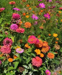 200 Mixed Colors Zinnia Pompon Elegans Flower Seeds - Vibrant Garden Blooms - Image 6