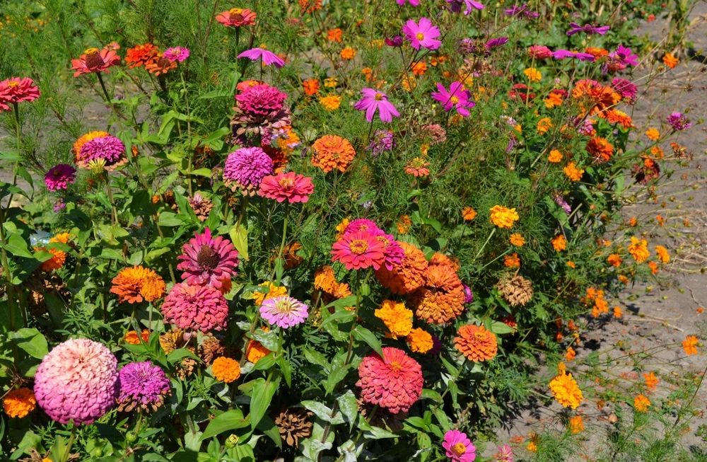 200 Mixed Colors Zinnia Pompon Elegans Flower Seeds - Vibrant Garden Blooms - Image 6