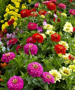 200 Mixed Colors Zinnia Pompon Elegans Flower Seeds - Vibrant Garden Blooms - Image 8