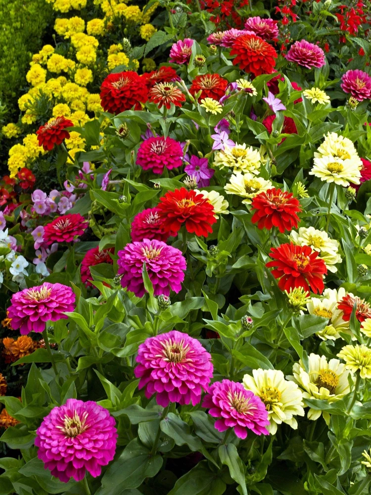200 Mixed Colors Zinnia Pompon Elegans Flower Seeds - Vibrant Garden Blooms - Image 8