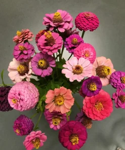 200 Mixed Colors Zinnia Pompon Elegans Flower Seeds - Vibrant Garden Blooms - Image 9