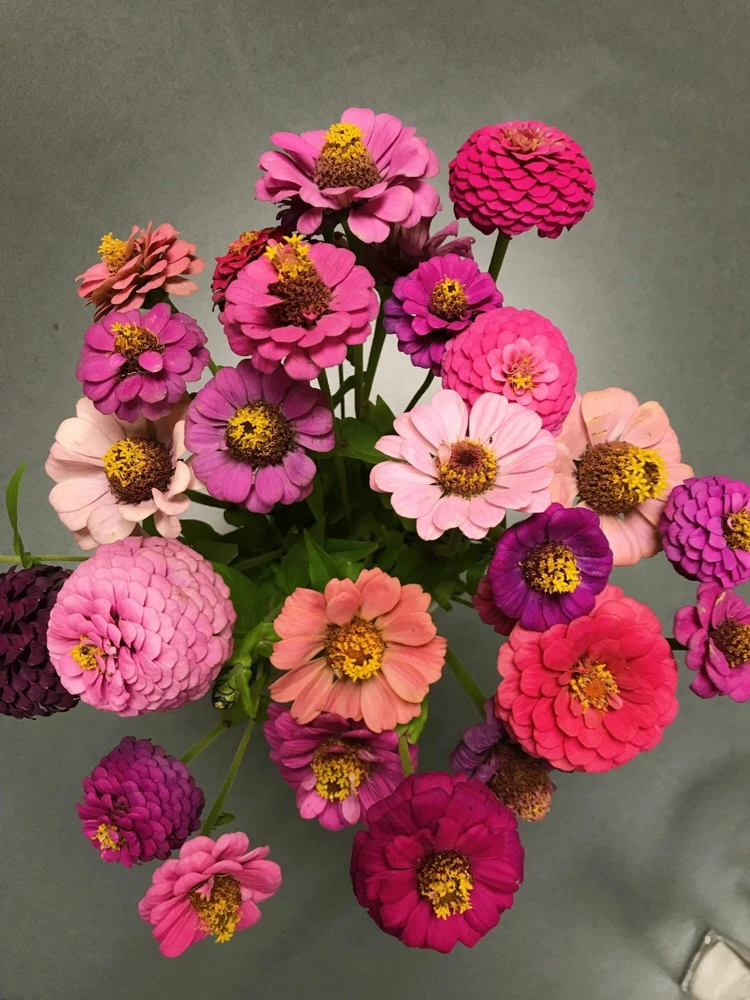 200 Mixed Colors Zinnia Pompon Elegans Flower Seeds - Vibrant Garden Blooms - Image 9