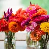 200 Mixed Colors Zinnia Pompon Elegans Flower Seeds - Vibrant Garden Blooms - Image 1