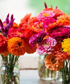 200 Mixed Colors Zinnia Pompon Elegans Flower Seeds - Vibrant Garden Blooms - Image 1