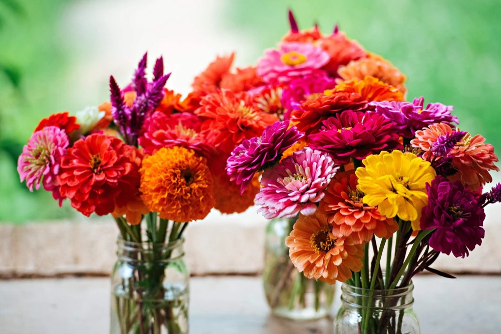 200 Mixed Colors Zinnia Pompon Elegans Flower Seeds - Vibrant Garden Blooms - Image 1