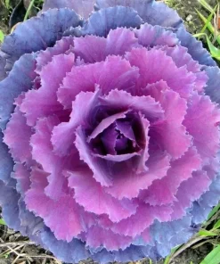 200+ Ornamental Kale Autumn Mix Seeds - Flowering Cabbage Non-GMO - Image 2