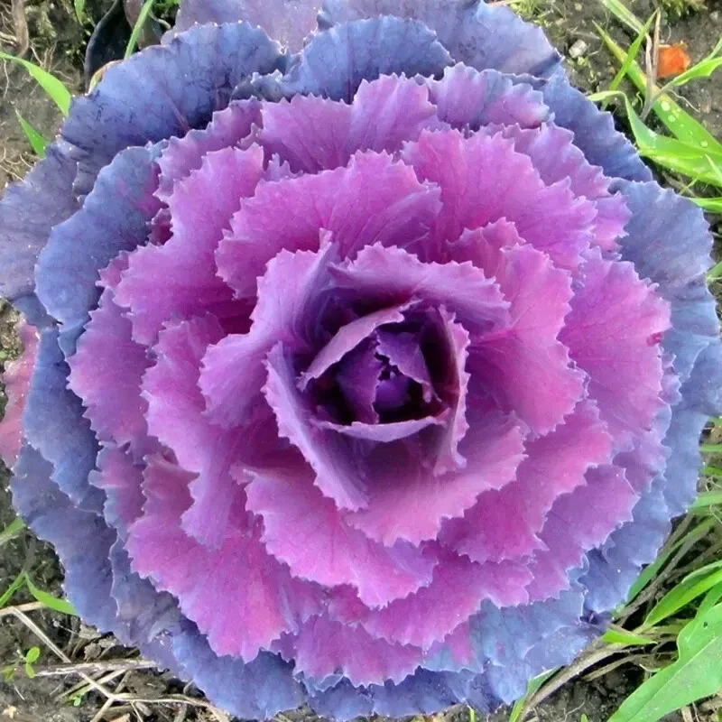 200+ Ornamental Kale Autumn Mix Seeds - Flowering Cabbage Non-GMO - Image 2