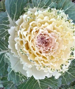 200+ Ornamental Kale Autumn Mix Seeds - Flowering Cabbage Non-GMO - Image 3