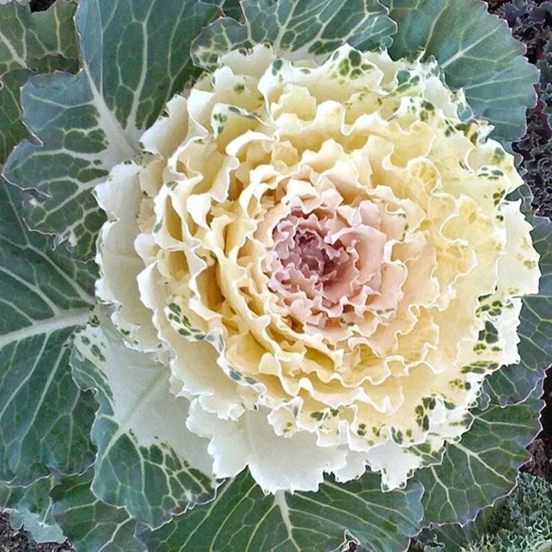 200+ Ornamental Kale Autumn Mix Seeds - Flowering Cabbage Non-GMO - Image 3
