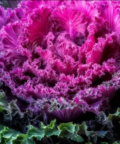 200+ Ornamental Kale Autumn Mix Seeds - Flowering Cabbage Non-GMO - Image 4