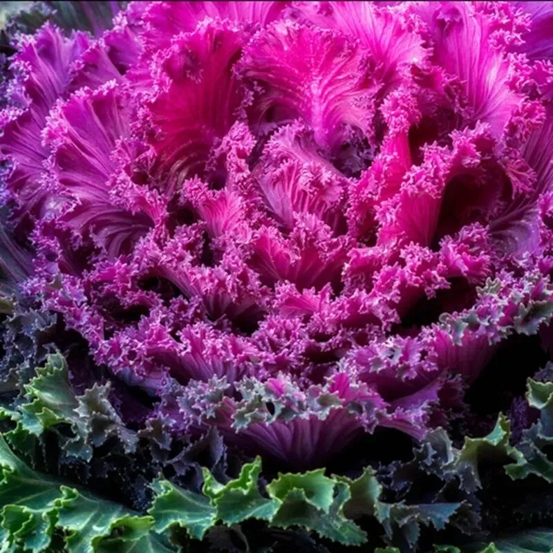 200+ Ornamental Kale Autumn Mix Seeds - Flowering Cabbage Non-GMO - Image 4