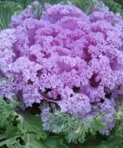 200+ Ornamental Kale Autumn Mix Seeds - Flowering Cabbage Non-GMO - Image 5